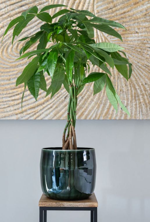 Babet pot pine plant 6