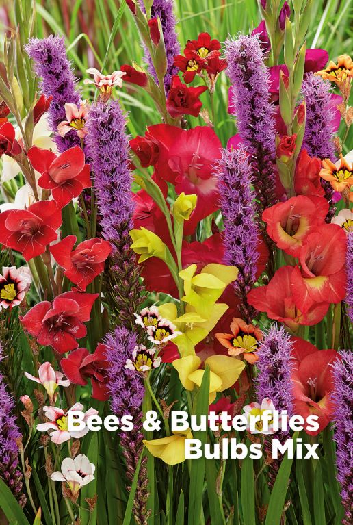 Bees butterflies blumenzwiebeln mix