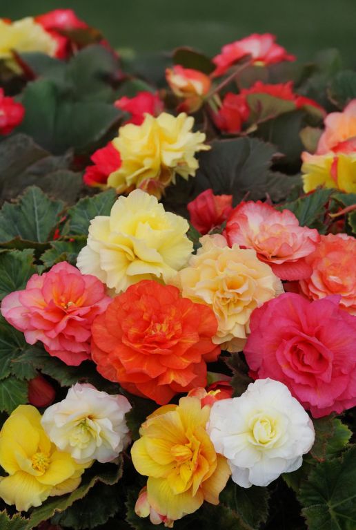 Begonia odorosa blumenzwiebeln