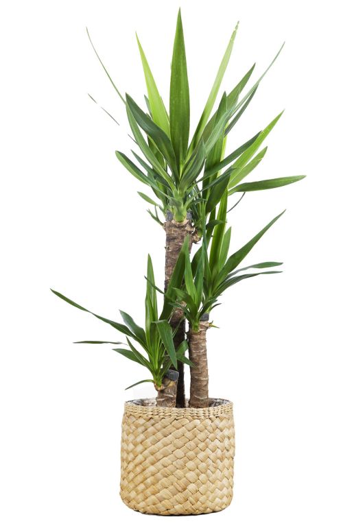 Ben-korbe-braun-26cm-pflanze