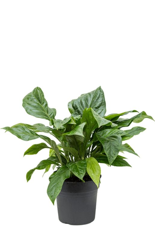 Anthurium jungle bush