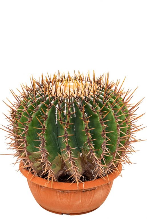 Echinocactus ingens Kaktus