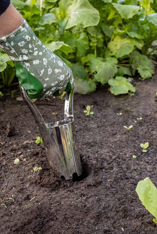 Bloembollen rvs bollenplanter
