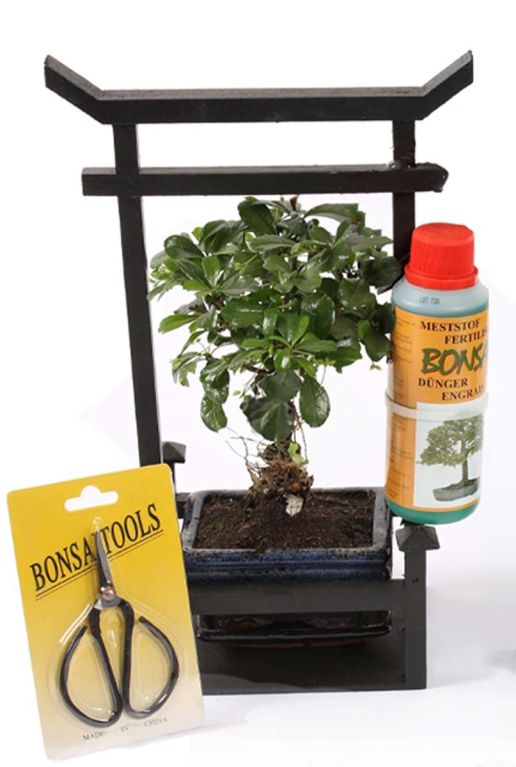 Bonsai-baumpflege-set 1