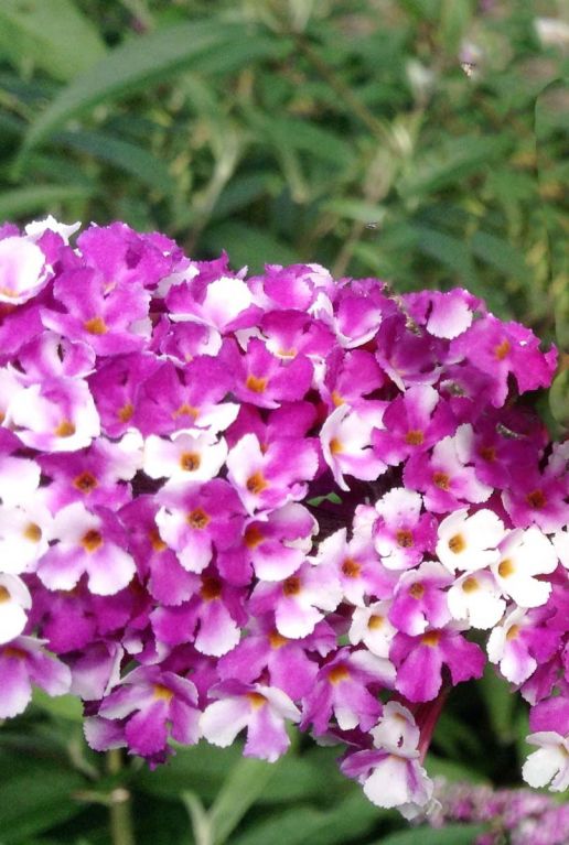 Buddleja berries cream gardenpflanze