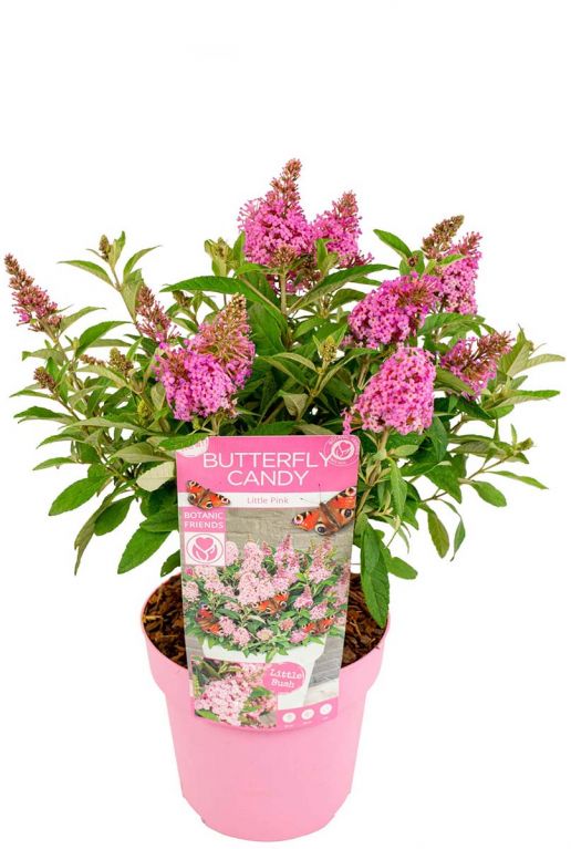 Buddleja butterfly candy little pink bloem