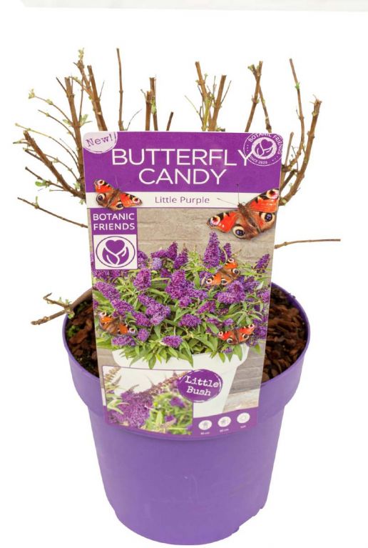 Buddleja butterfly candy little purple