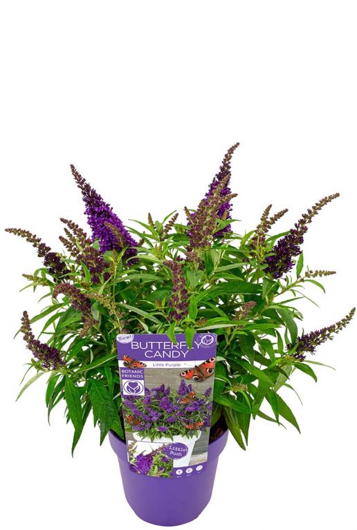 Buddleja butterfly candy little purple bloem