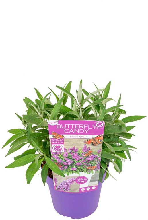 Buddleja butterfly candy little purple plant