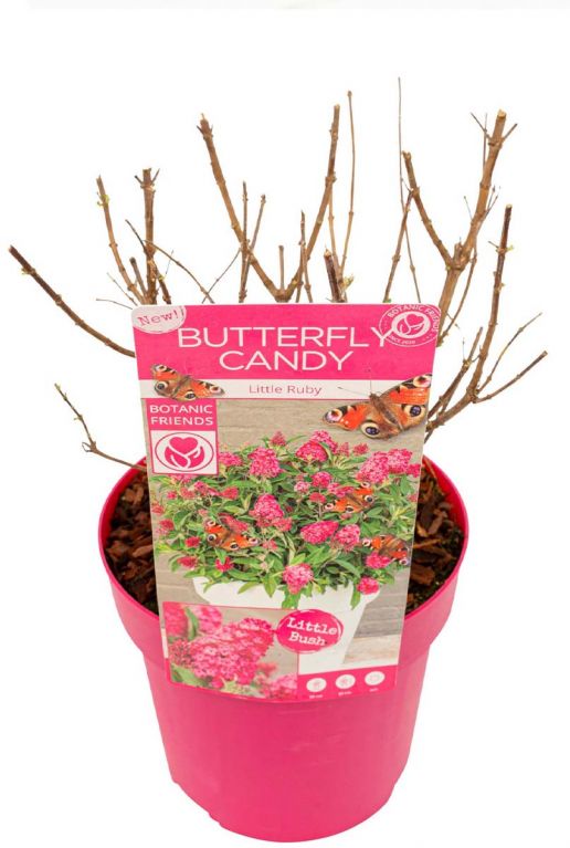 Buddleja butterfly candy little ruby