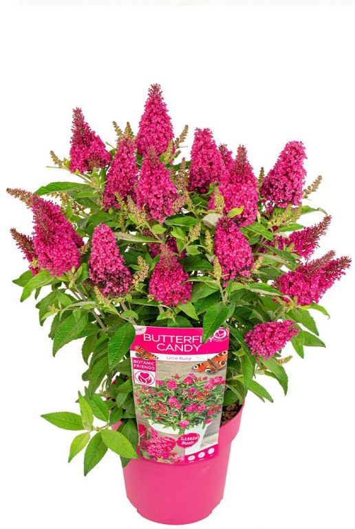Buddleja butterfly candy little ruby bloem