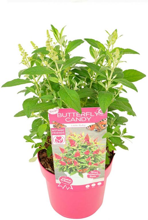 Buddleja butterfly candy little ruby plant