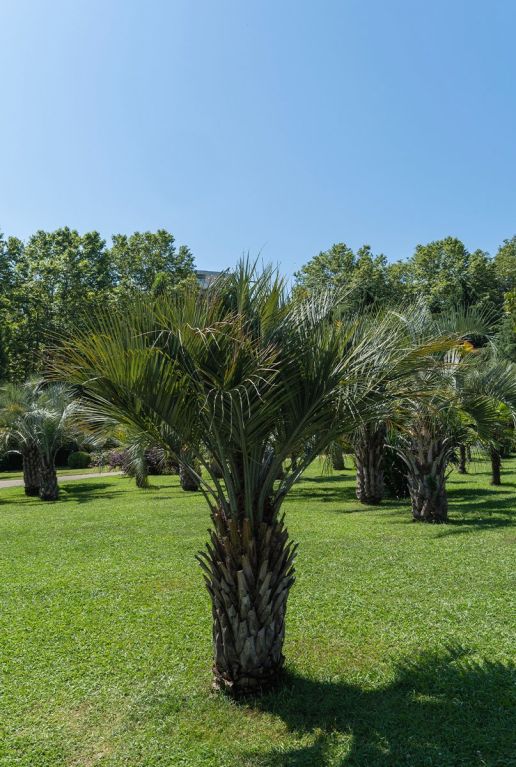 Butia capitata var odorata 9865 gartenpflanze