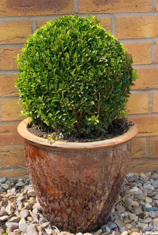 Buxus sempervirens ball 40cm