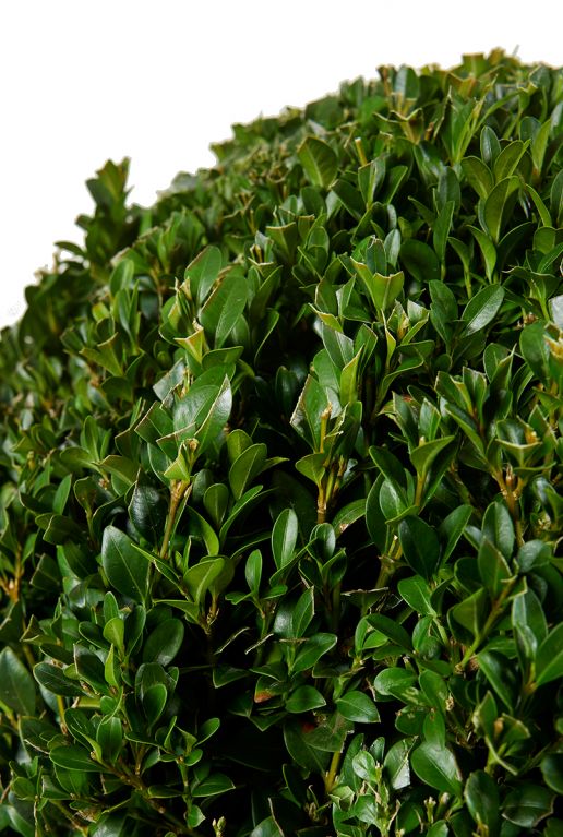 Buxus sempervirens ball blad