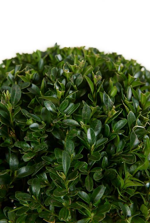 Buxus sempervirens ball p17 blad