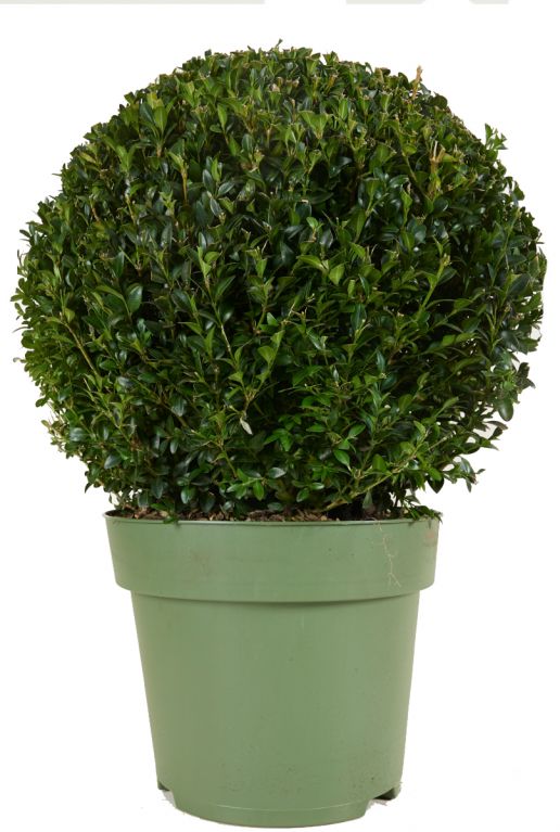 Buxus sempervirens ball p24