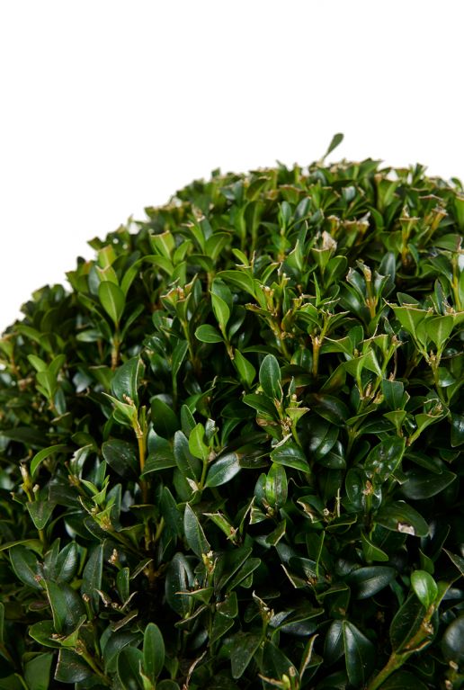 Buxus sempervirens ball p24 blad