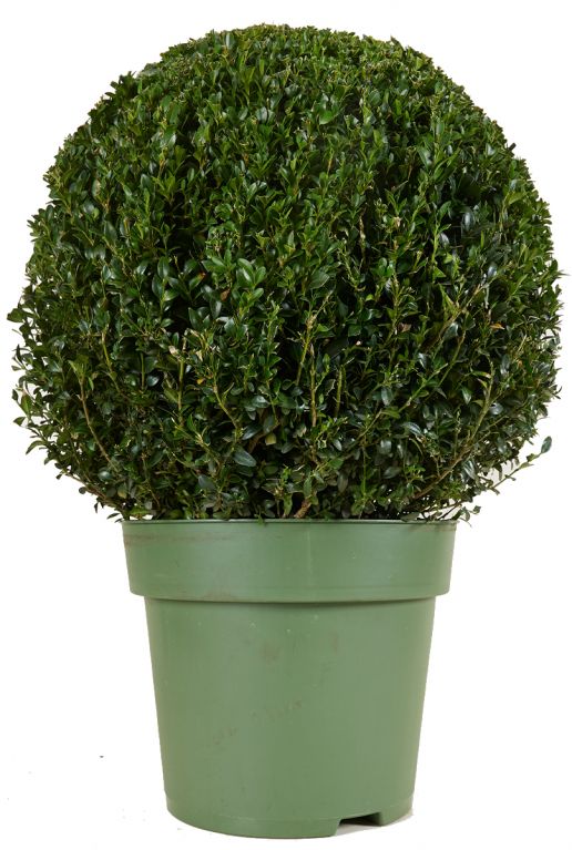 Buxus sempervirens ball p33 1