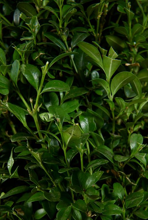 Buxus sempervirens pyramid blad 1