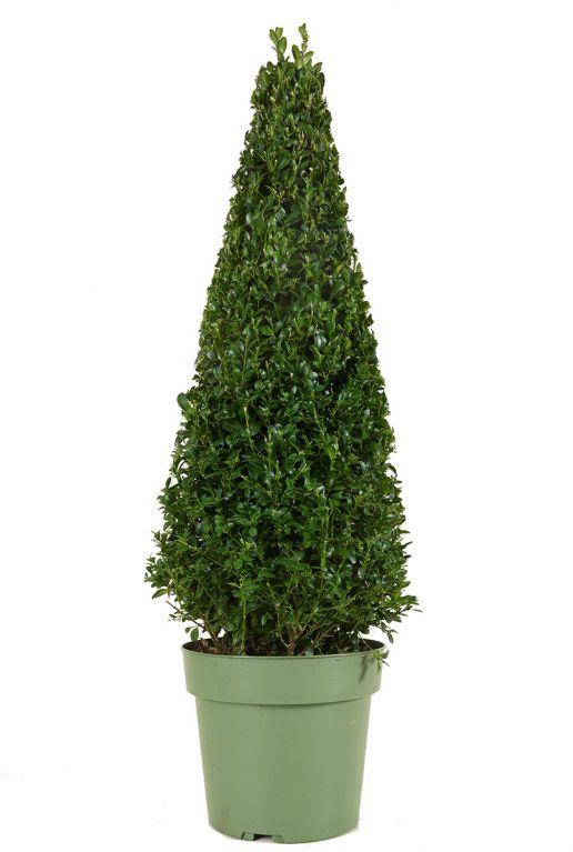 Buxus sempervirens pyramid p21