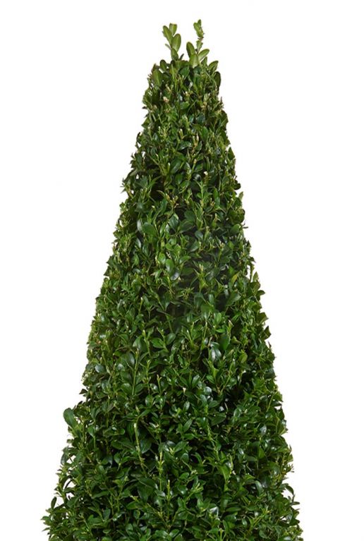 Buxus sempervirens pyramid plant
