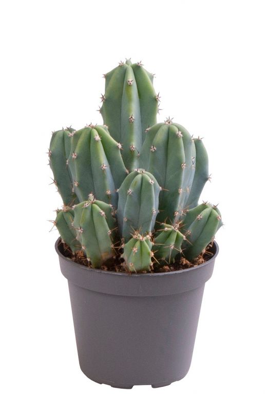 Cactus myrtillocactus geometrizans 1