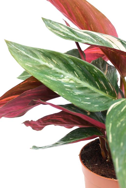 blatt rot grün 