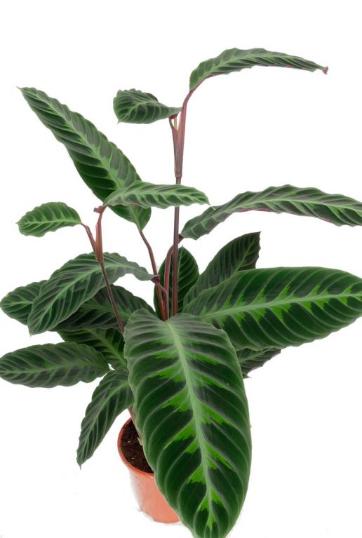 Monstera Siltepecana