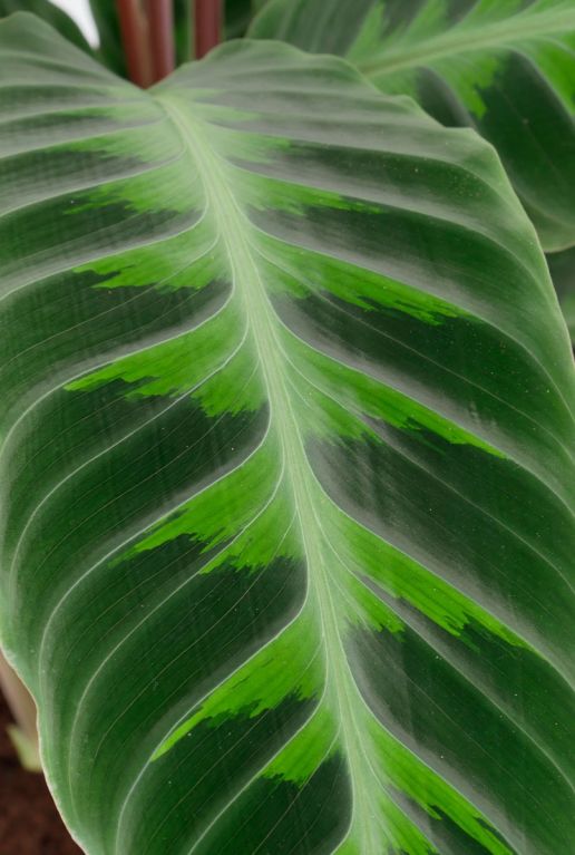 Alocasia Branchifolia Pink Passion blad