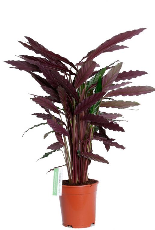 Calathea rufibarba Wavestar