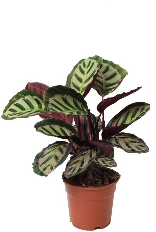 Calathea cora