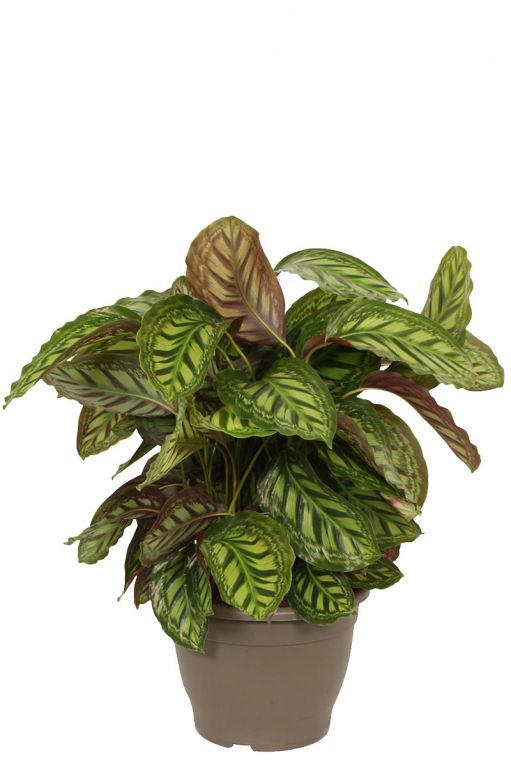 Calathea flamestar grote plant