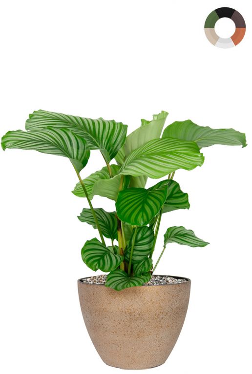 Calathea im ubertopf