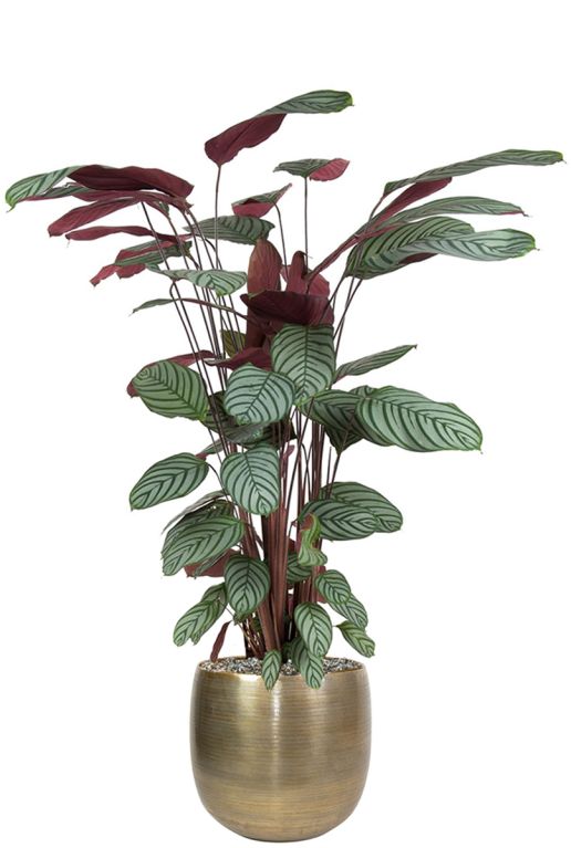 Calathea in gouden pot