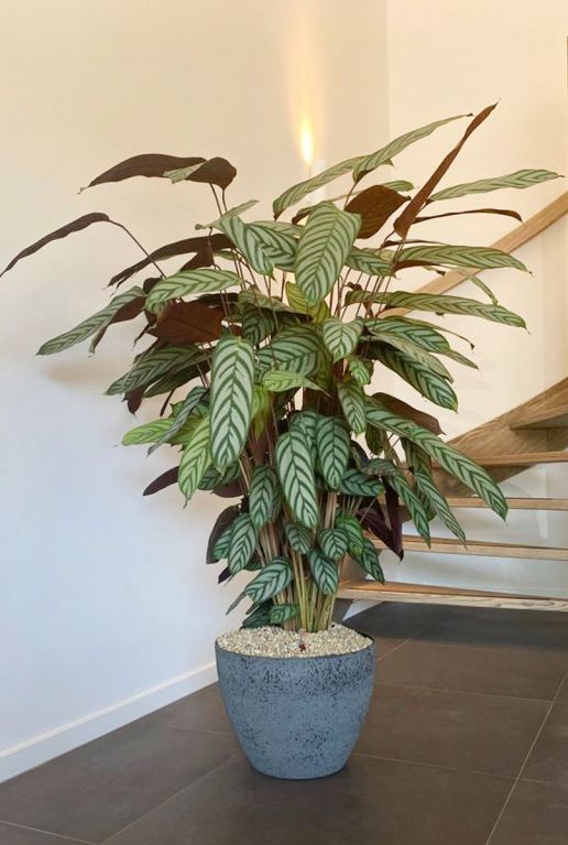 Calathea im Luxusblumentopf