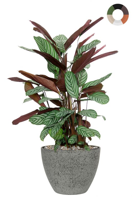 Calathea in luxus topf