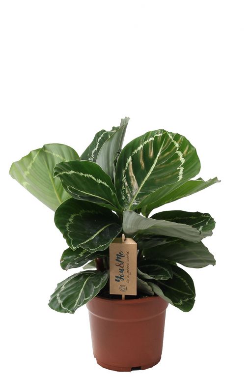 Calathea julia pflanze