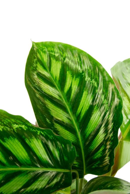 Calathea  zimmerpflanze grün gestreift