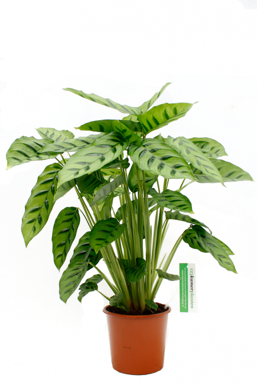 Calathea Leopardina zimmerpflanze