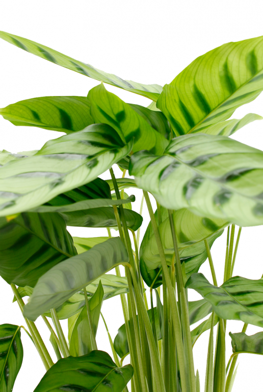 Calathea Leopardina frisch grüne blätter