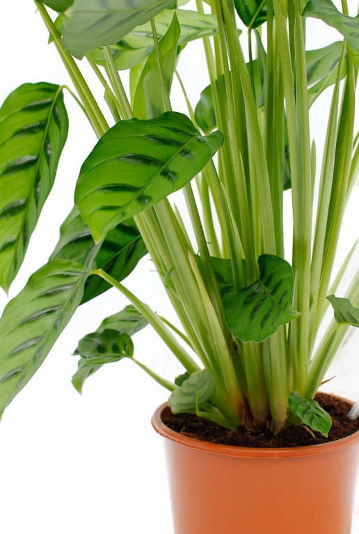 gestreift grün blatt Calathea Leopardina