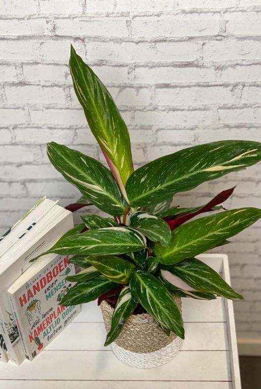Calathea magicstar zimmerpflanze