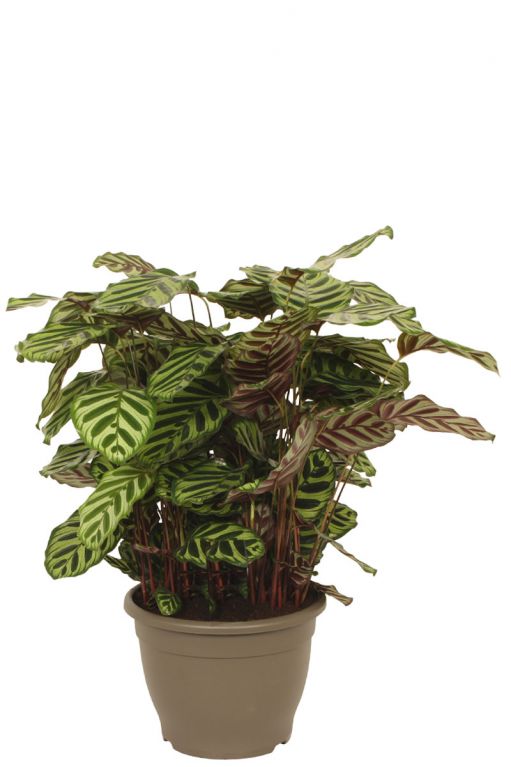 Calathea makoyana kamerplant