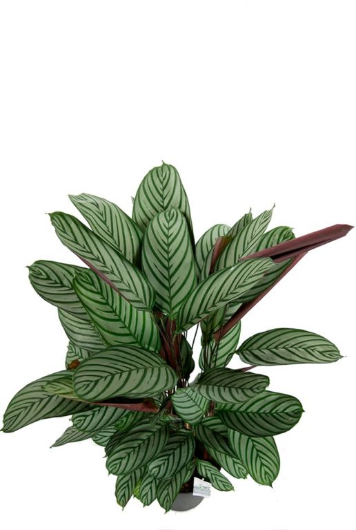Calathea oppenheimiana pfeilwurze