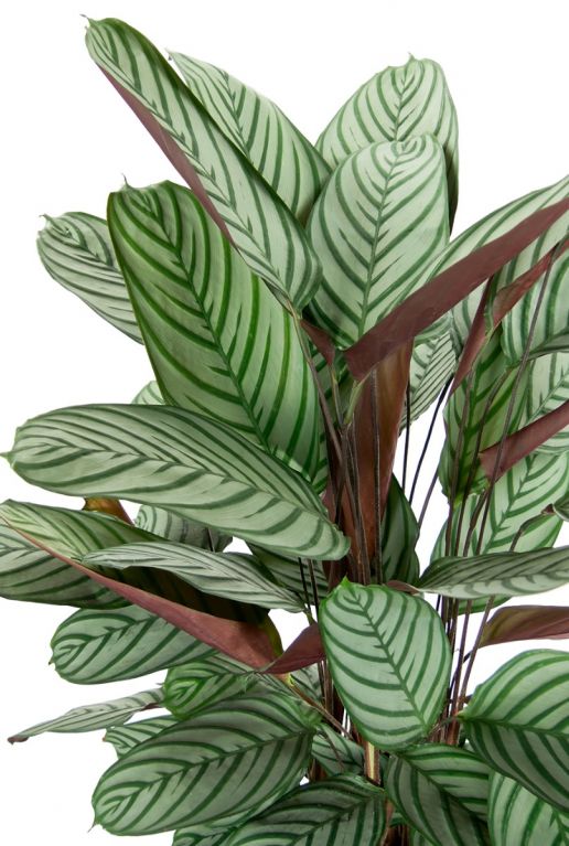 pfeilwurze streifen blatt grün hellgrün