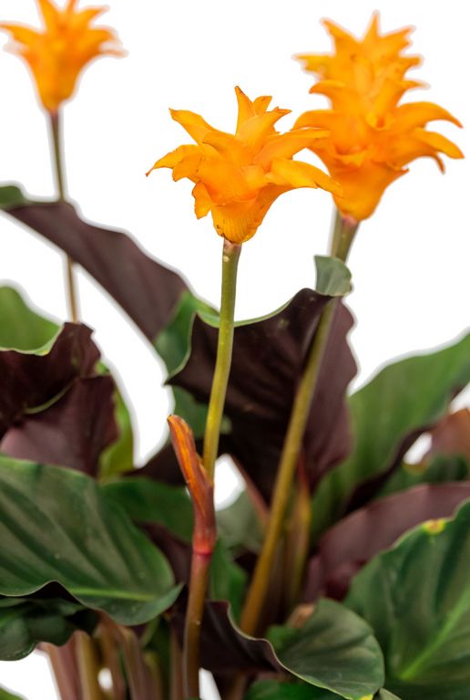 Calathea orangen blume