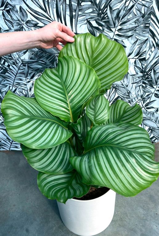 Calathea orbifolia Pfeilwurze