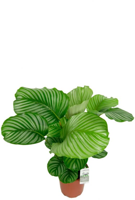 Calathea orbifolia pflanze gestreifte blätter