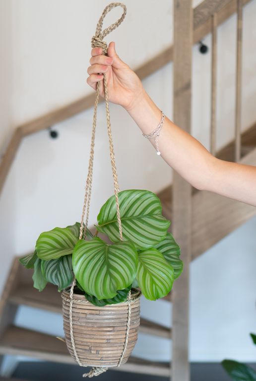 Calathea orbifolia Pflanze 2